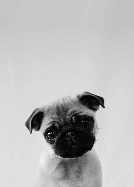 Pug Puppy Juliste