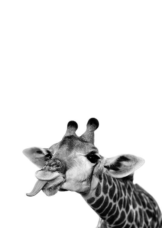 – Mustavalkoinen valokuva kieltään näyttävästä hassusta kirahvista