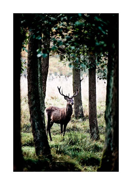 Stag In Forest Juliste