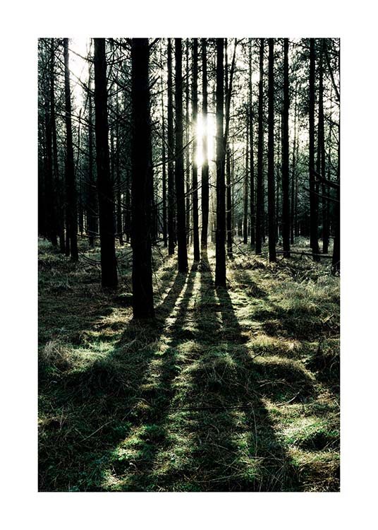  – Valokuva metsästä, jossa auringonvalo paistaa puiden välissä