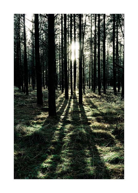 Sunlight In Forest Juliste