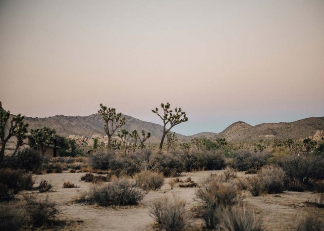 Mojave Desert Juliste