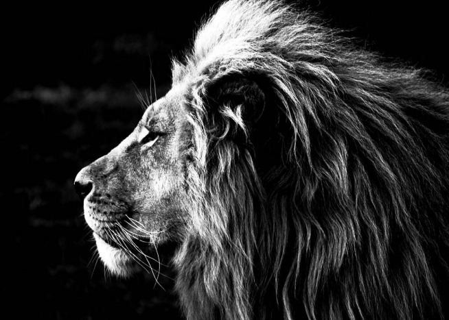 Lion B&W Juliste