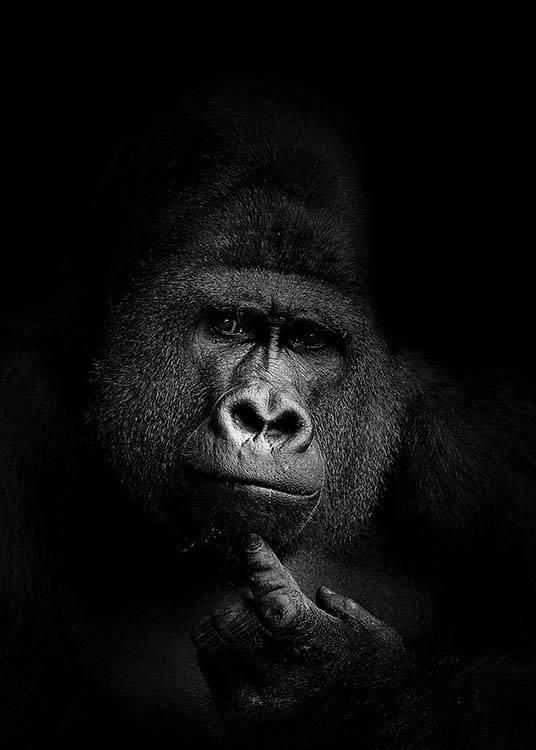 Gorilla B&W Juliste