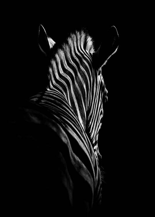 Zebra B&W Juliste / Mustavalkoiset Osoitteessa Desenio ab (2911)