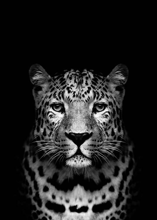 Leopard B&W Juliste