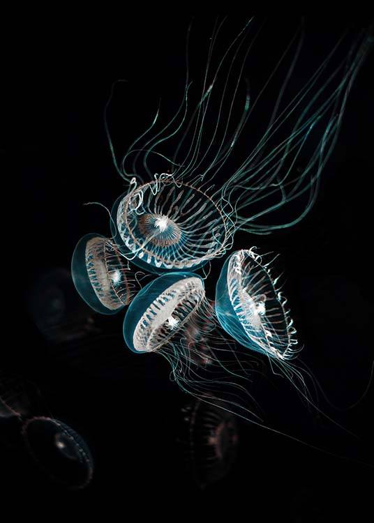 Crystal Jelly Juliste