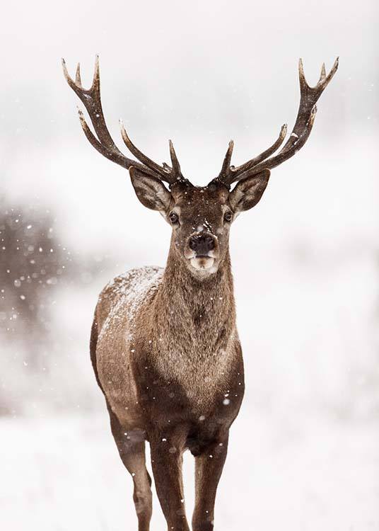 Deer Winter Landscape Juliste