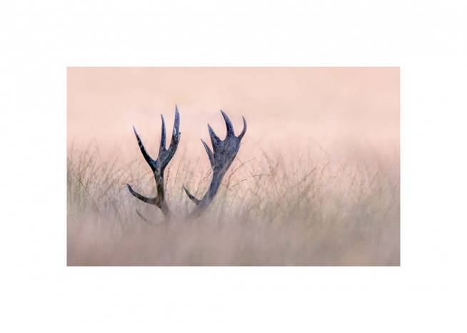 Deer Antlers Juliste / Valokuvat Osoitteessa Desenio ab (3137)