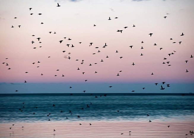 Birds At Dusk Juliste