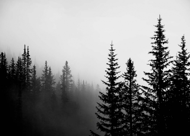 Foggy Tree Tops Juliste / Mustavalkoiset Osoitteessa Desenio ab (3303)