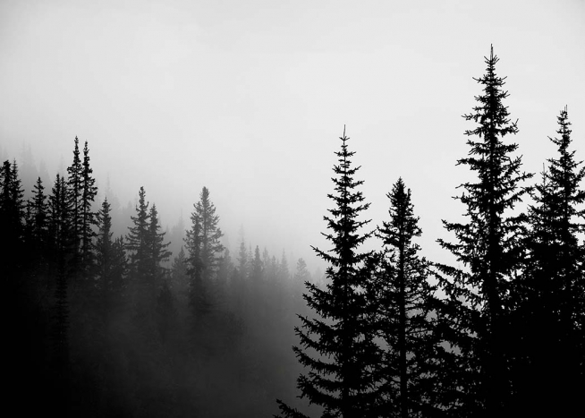Foggy Tree Tops Juliste