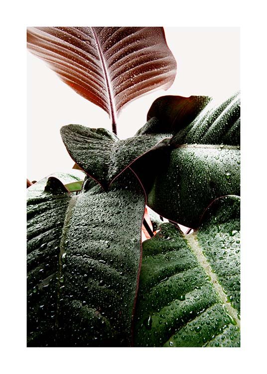 Wet Rubber Leaf One Juliste / Valokuvat Osoitteessa Desenio ab (3335)
