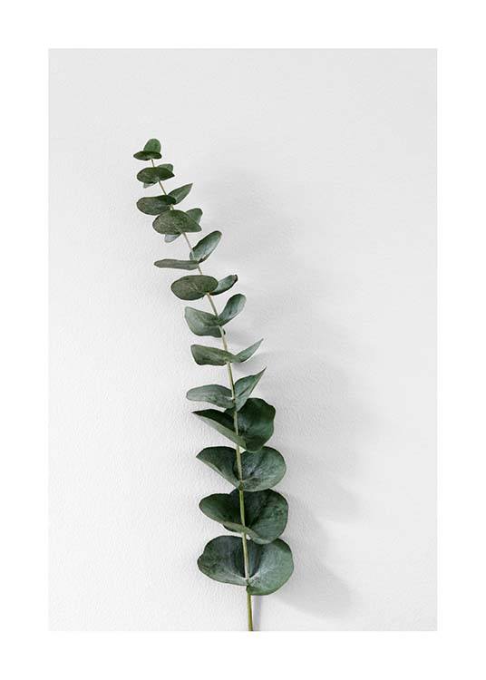 Eucalyptus Branch One Juliste / Valokuvat Osoitteessa Desenio ab (3392)