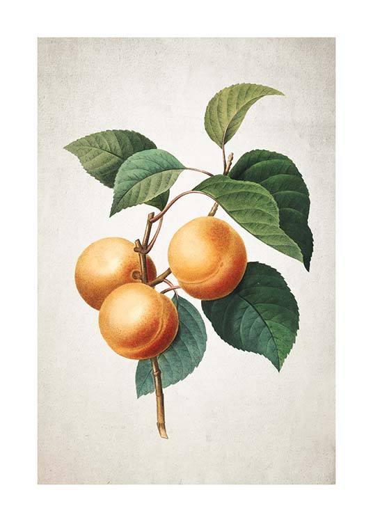 Apricot Juliste