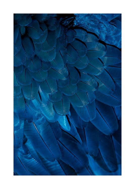 Deep Blue Feathers Juliste / Valokuvat Osoitteessa Desenio ab (3538)