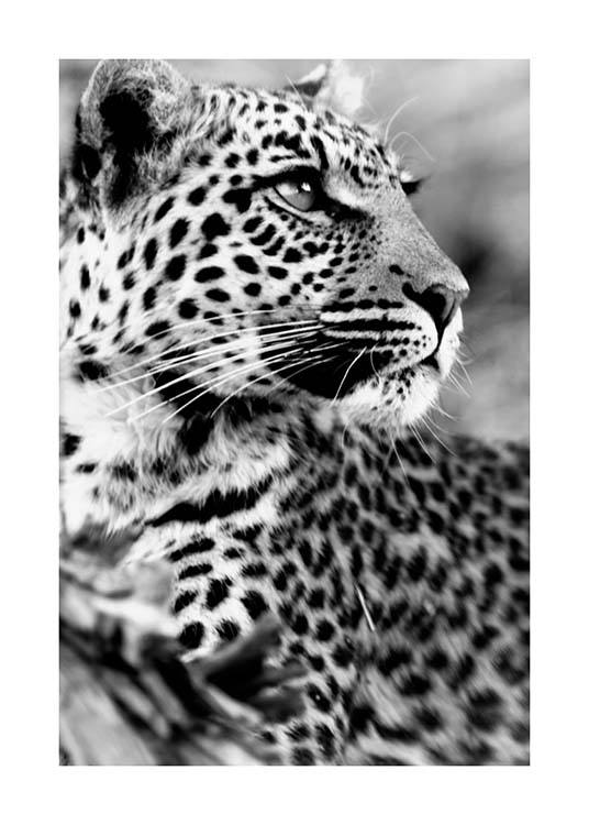 Leopard Juliste / Mustavalkoiset Osoitteessa Desenio ab (3541)