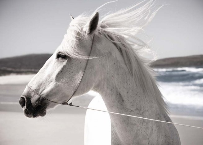 White Horse On Beach Juliste