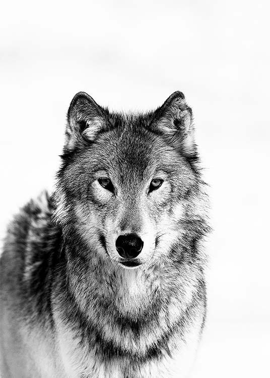 Wolf B&W Juliste