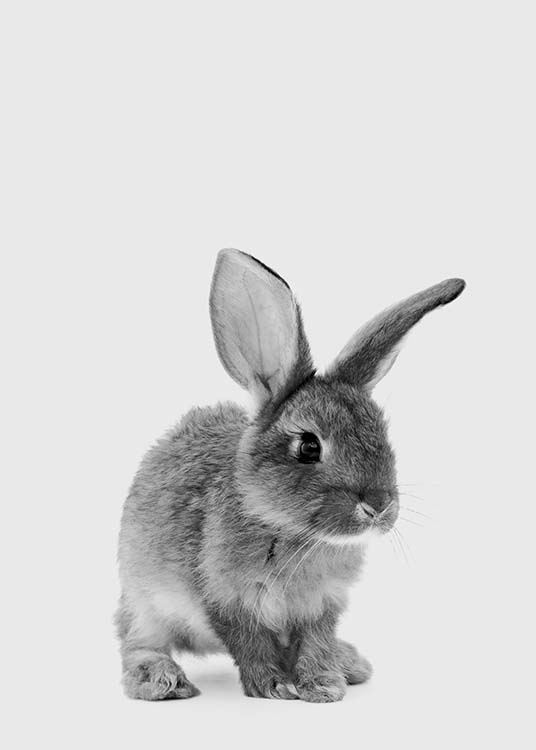 The Little Bunny Juliste