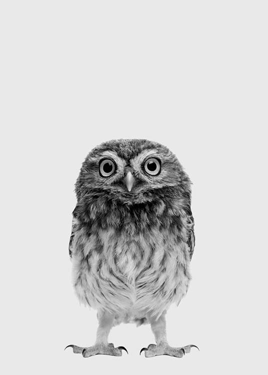 The Little Owl Juliste