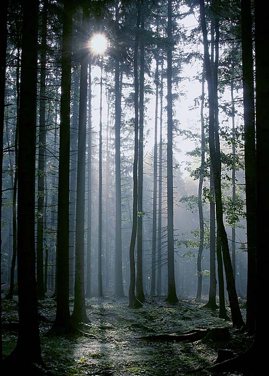 Forest Sunrise Juliste