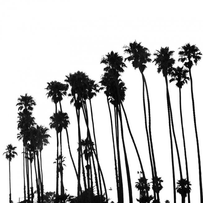 Venice Beach Palm Trees No1 Juliste / Mustavalkoiset Osoitteessa Desenio ab (3776)