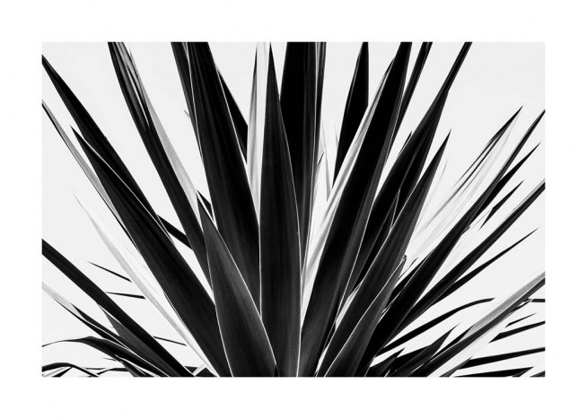 Agave B&W Juliste