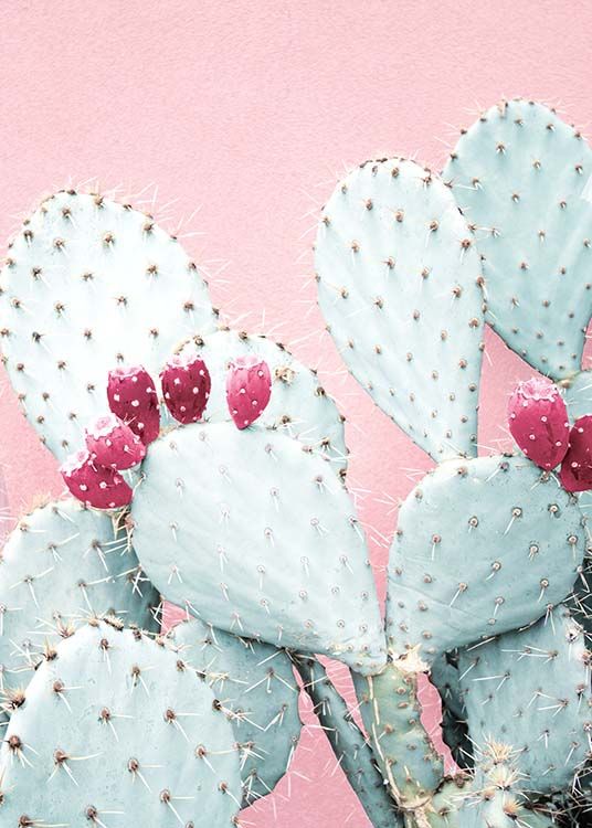 Pastel Cactus No2 Juliste