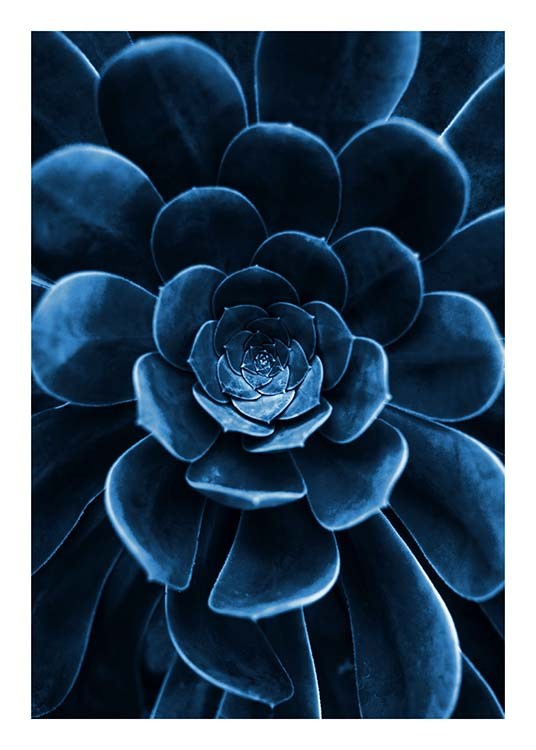 Blue Succulent Juliste