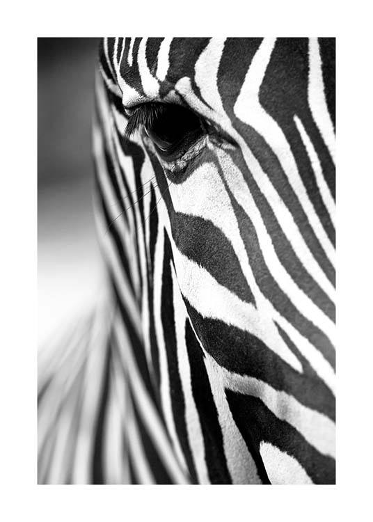 Zebra Close Up Juliste / Mustavalkoiset Osoitteessa Desenio ab (3855)