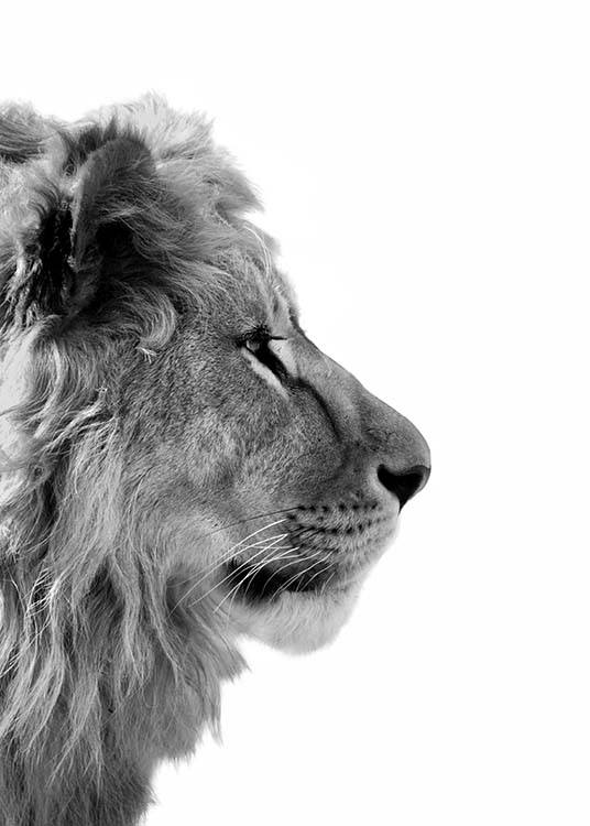  – Mustavalkoinen valokuva leijonasta sivulta kuvattuna