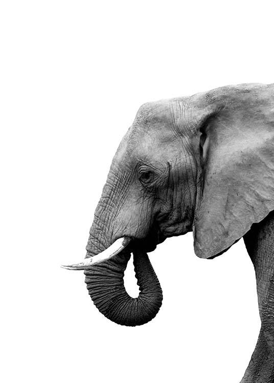 Elephant From Side Juliste / Mustavalkoiset Osoitteessa Desenio ab (3893)
