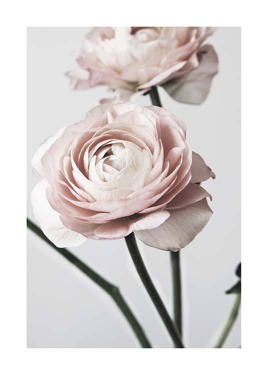 Pink Ranunculus One Juliste / Valokuvat Osoitteessa Desenio ab (3923)