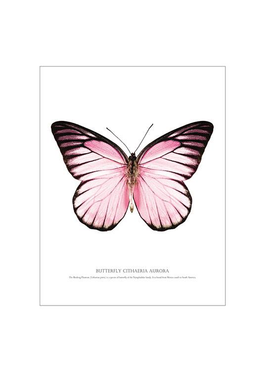 Butterfly Pink, White Background Juliste 