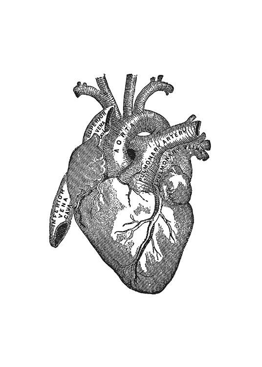 Heart Anatomy, Juliste