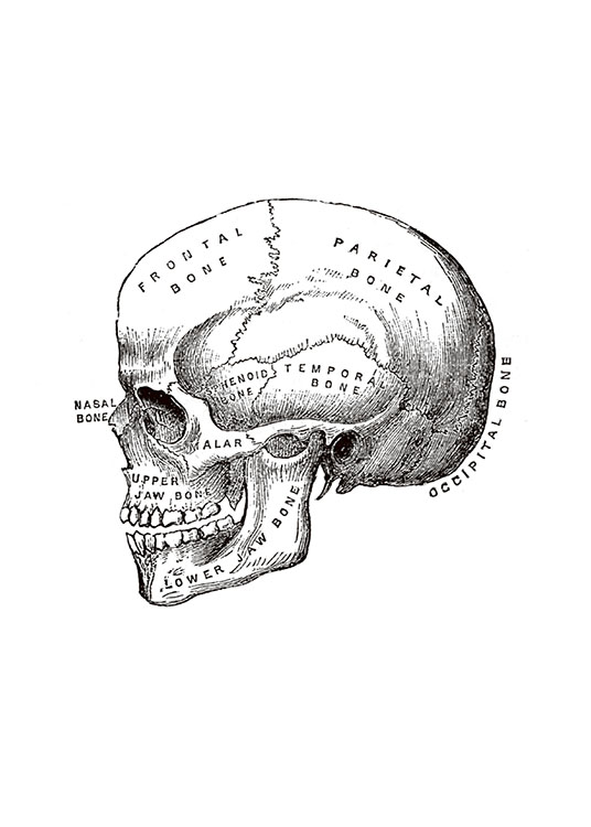 Skull Vintage, Juliste