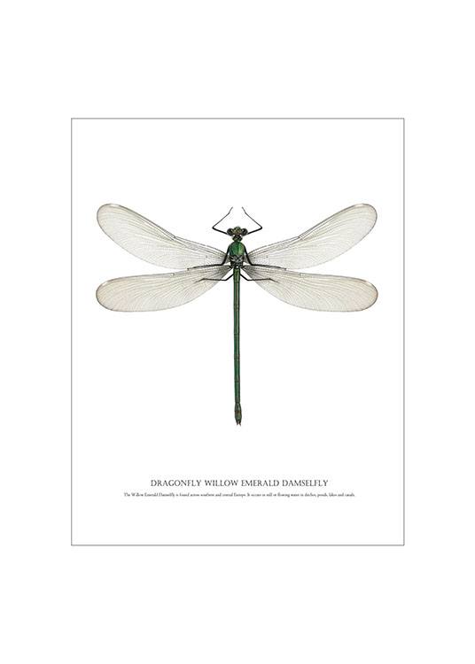 Dragonfly White, Juliste / Graafiset Osoitteessa Desenio ab (7503)