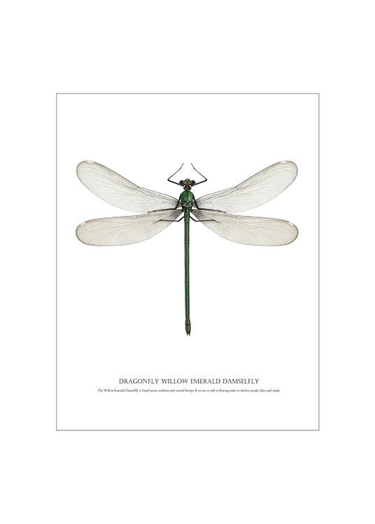 Dragonfly White, Juliste