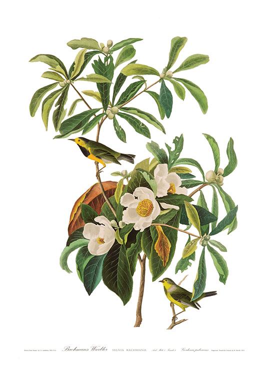 Bachmanii Birds, Juliste