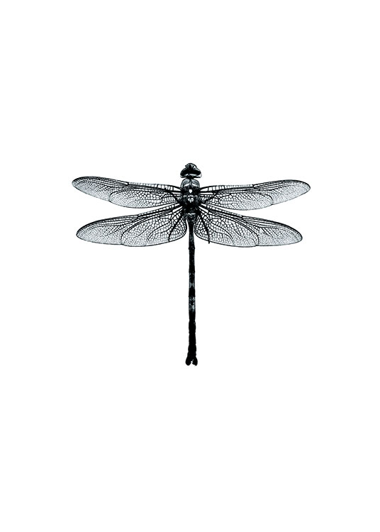 Dragonfly Black And White, Juliste