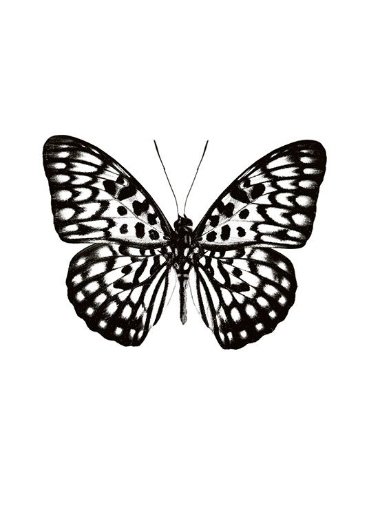 Butterfly Black And White, Juliste