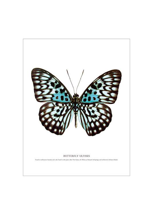 Butterfly Turqouise, White Frame, Juliste
