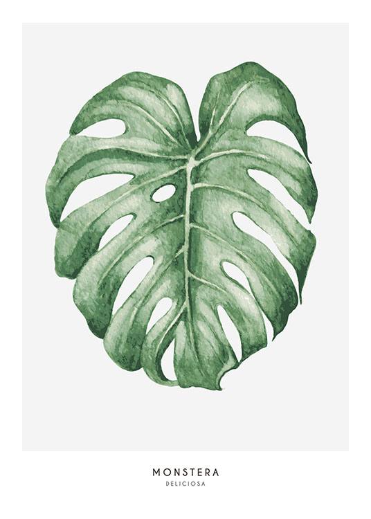 Monstera, Juliste