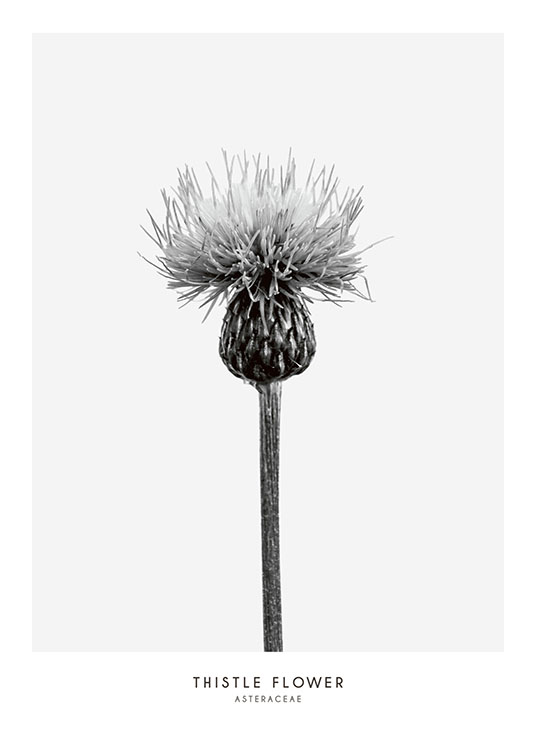 Thistle Flower, Print / Mustavalkoiset Osoitteessa Desenio ab (7937)