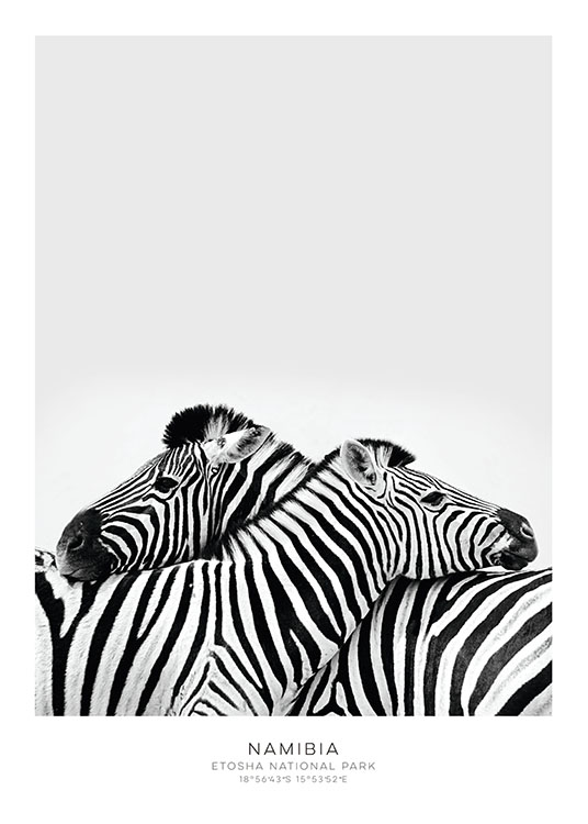 Zebra, Juliste 