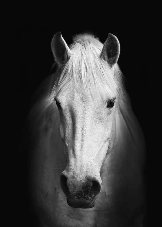 Horse B&W, Juliste