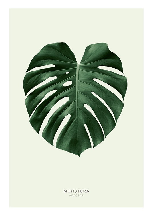 Green Monstera, Juliste