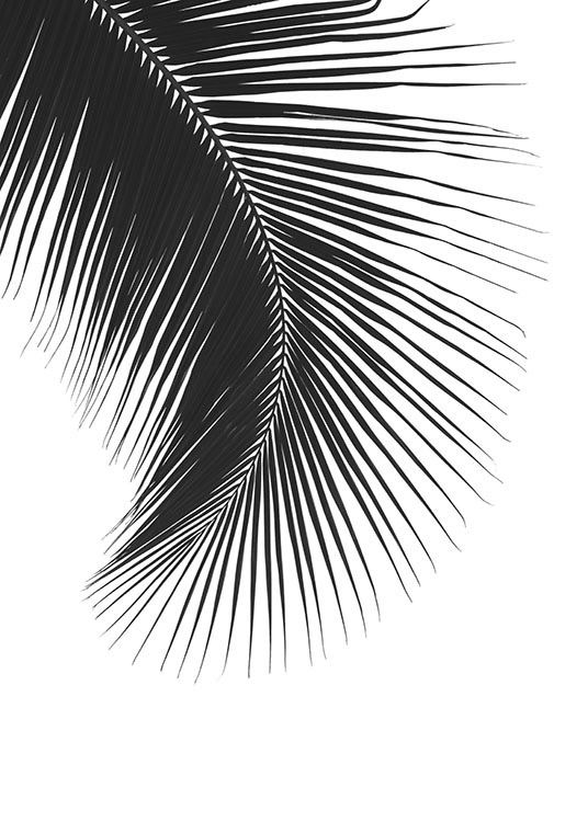 Black Palm Leaf, Juliste