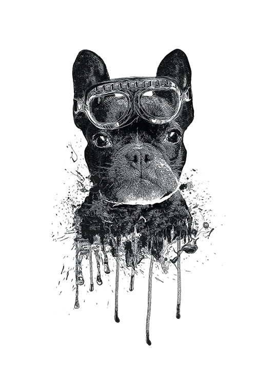 French Bulldog, Juliste